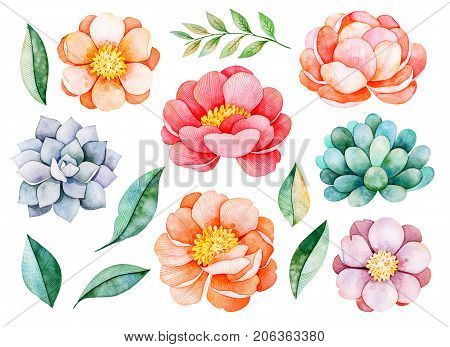 Handpainted watercolor peonies, flowers, succulents,branch and leaves.