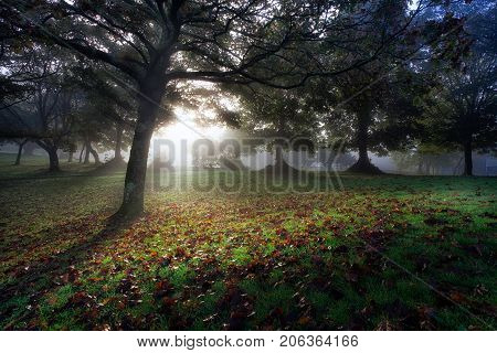 Autumn leaves, dew ridden grass and a misty sunrise 