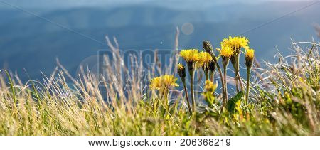 Flowers shown on the background of the mountains. carpathians. Ukraine