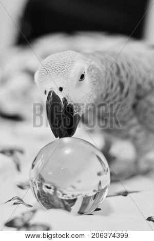African Grey Parrot