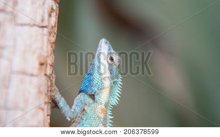 image of macro blue chameleon on the tree Natural color change