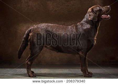 A profile of standing black Labrador dog taken against a black backdrop at studio.