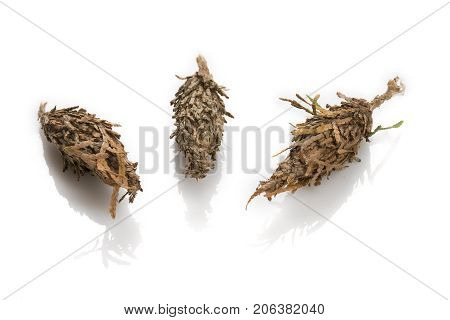 Three Bagworm Pupa Separated