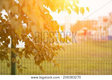 Early autumn sunshine, yellow leaves on the tree
