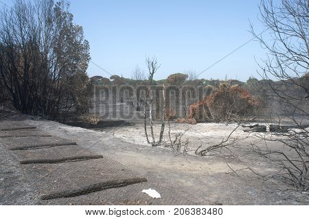 letal effects of an fire and of Its dusing with water bombers in a forest near Rome