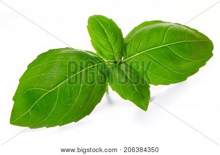 Fresh Basil Leaves Isolated On White Background