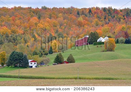 Vermont Fall Foliage with Barn and Houses, Jeffersonville, Vermont, USA.