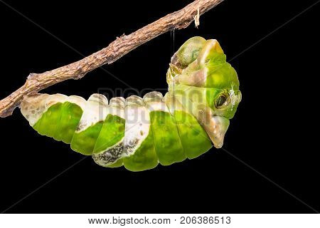 Great Mormon (papilio Memnon) Caterpillar