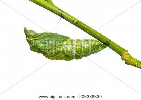 Great Mormon (papilio Memnon) Pupa