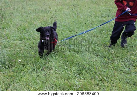 female labrador-retriever 8 years old running on grass