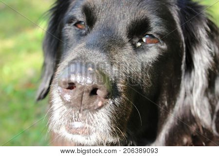female labrador-retriever 8 years old sitting in the grass isolated