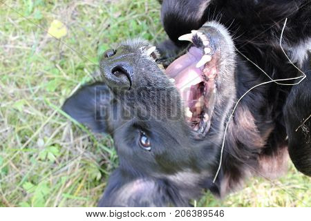 potrait of an adult retriever isolated in the grass smiling into the camera
