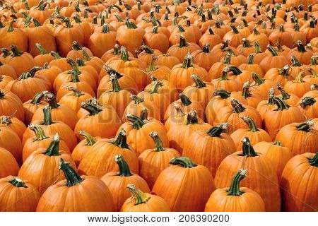 Lots of Pumpkins. Halloween, autumn, fall, holiday