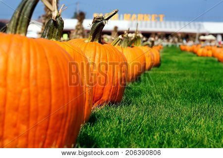 Ripe Pumpkins in a Field. Helloween, autumn