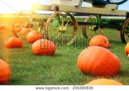 Ripe Pumpkins in a Field. Helloween. Autumn