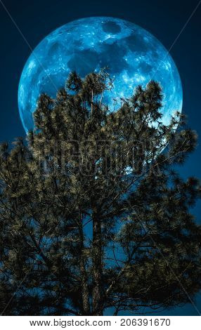Supermoon. Landscape Of Sky And Full Moon With Moonlight Behind Pine Tree. Serenity Nature.