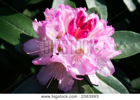 Fioritura di rododendro