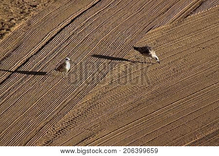 Two lonely seagulls on cleaned by a tractor sand on the Mediterranean Sea in the morning. Antibes Cote d'Azur France. With selective focus. Great space for writing