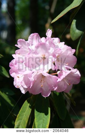 Fioritura di rododendro