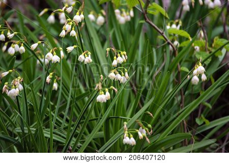 Close up of summer snowflake or Loddon Lily known as Leucojum aestivum