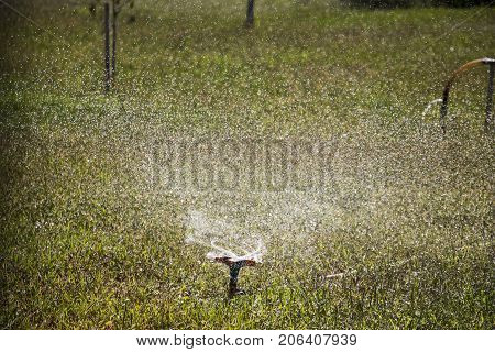 spray water watering the lawn in the school lawn