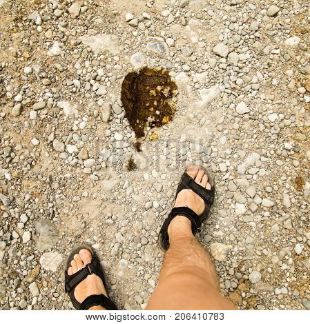 cow shit on the road and the feet of a man