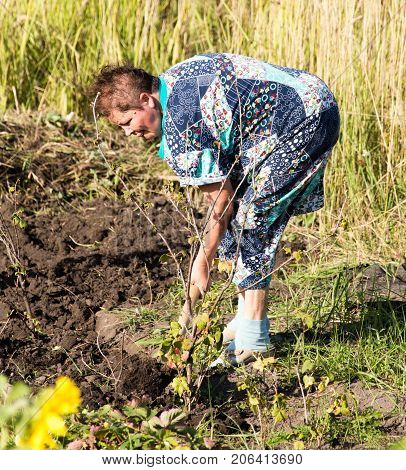 a woman digs a garden with a shovel .