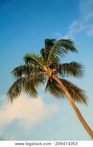 Palm tree with coconuts against the blue sky.