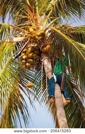 The palm worker takes off the coconuts