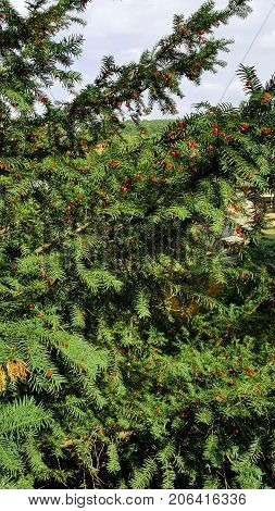 Red berries of juniper in nature. Coniferous forest.
