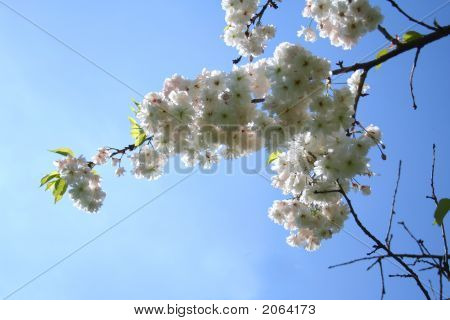 Bellezza di Sakura