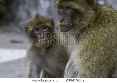 Barbary ape (Macaca sylvanus) on the Rock of Gibraltar