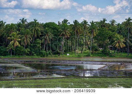 Close-up photograph of paddy fields with crops of rice in Sri Lanka