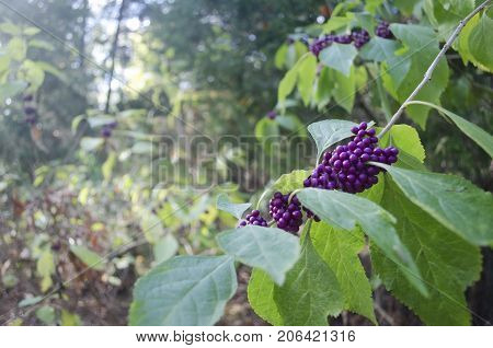 Cluster of purple berries on a limb in the woods.