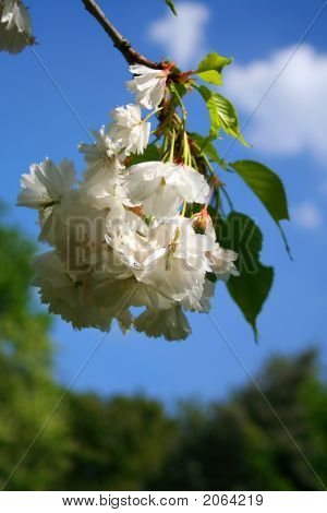 Bellezza di Sakura
