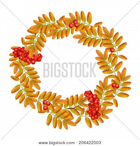 Autumn wreath with rowan, leaves and ashberry isolated on white background. Beautiful greeting card with a wreath of realistic 3d mesh rowan branches with ashberry on white background. Vector illustration
