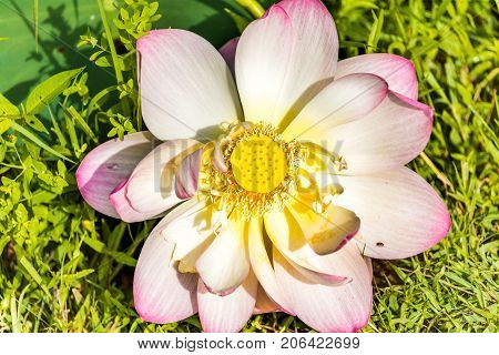 Macro Flat Top View Down Closeup Of Bright Pink Lotus Flower With Yellow Seedpod Inside