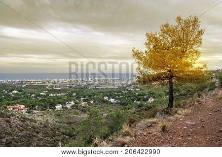 Tree and views Benicassim, Castellon, Valencia, Spain