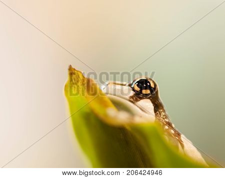 Portrait of Mission golden-eyed tree frog siting on the leaf - Trachycephalus resinifictrix