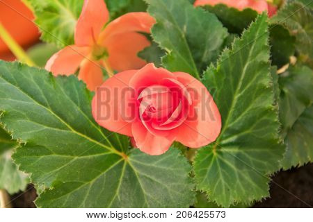 Tender Fresh Red Begonia  Terry Flowers And Petals  Bush In A Tub On A Light Wooden Table Top