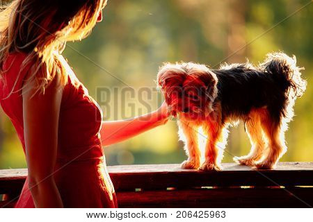 Young Attractive Woman In A Red Dress With Her Pet Yorkshire Terrier On A Green Background In Sinset
