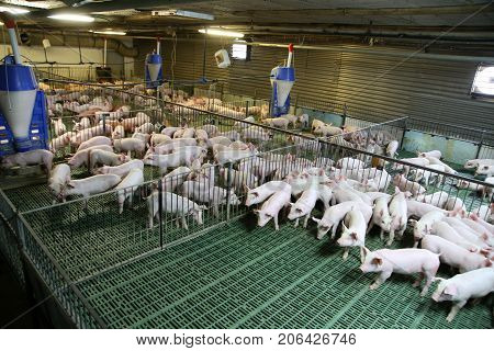 Young domestic breed piglets growing on modern animal farm