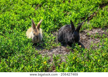 black and red little funny rabbit with long ears in the manger