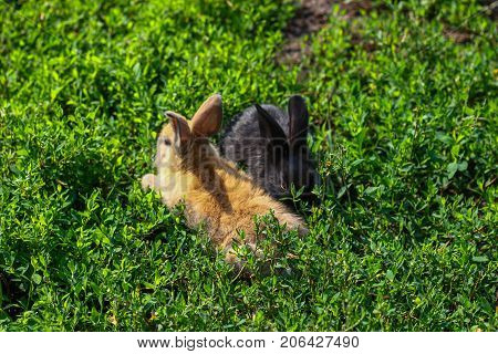 black and red little funny rabbit with long ears in the manger