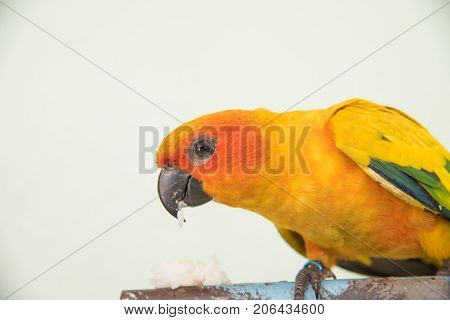 Beautiful yellow parrot closeup Sun Conure bird eating food