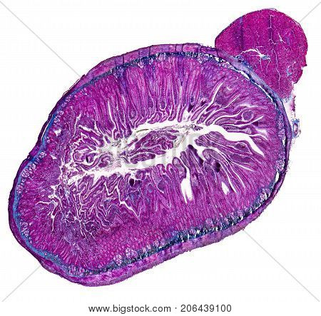 duodenum cross section micrography in white back