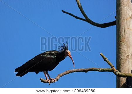 Northern Bald Ibis looking ahead whilst standing on a branch on a sunny day with blue sky. Critically endangered bird. With space for text.