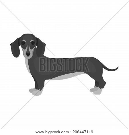 Dachshund, single icon in monochrome style.Dachshund, vector symbol stock illustration .