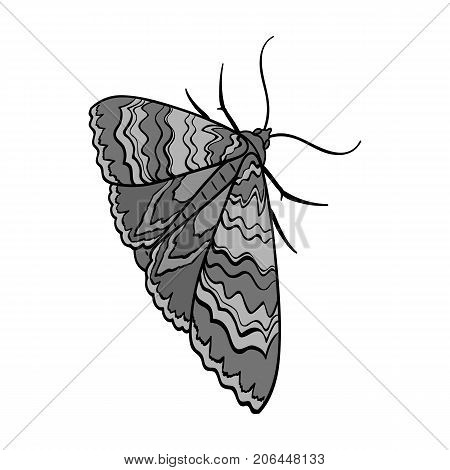 Moth, night butterfly. Insect pest moth single icon in monochrome style vector symbol stock isometric illustration .