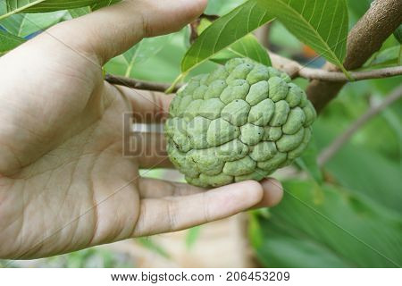 close up man hand touch Annona squamosa fruit in nature garden